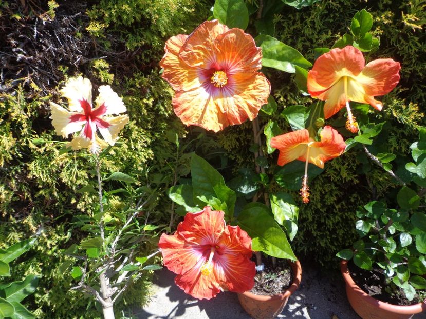  - A-HIBISCUS 2018