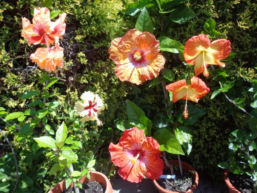  - A-HIBISCUS 2018