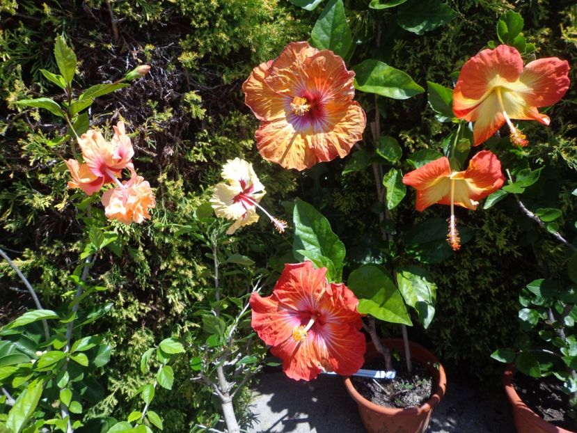  - A-HIBISCUS 2018