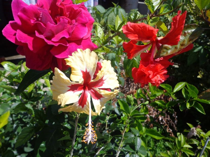  - A-HIBISCUS 2018