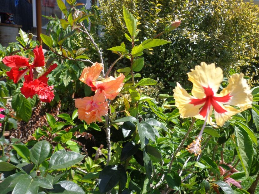  - A-HIBISCUS 2018