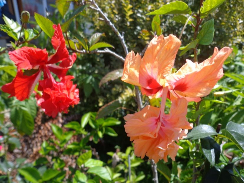  - A-HIBISCUS 2018