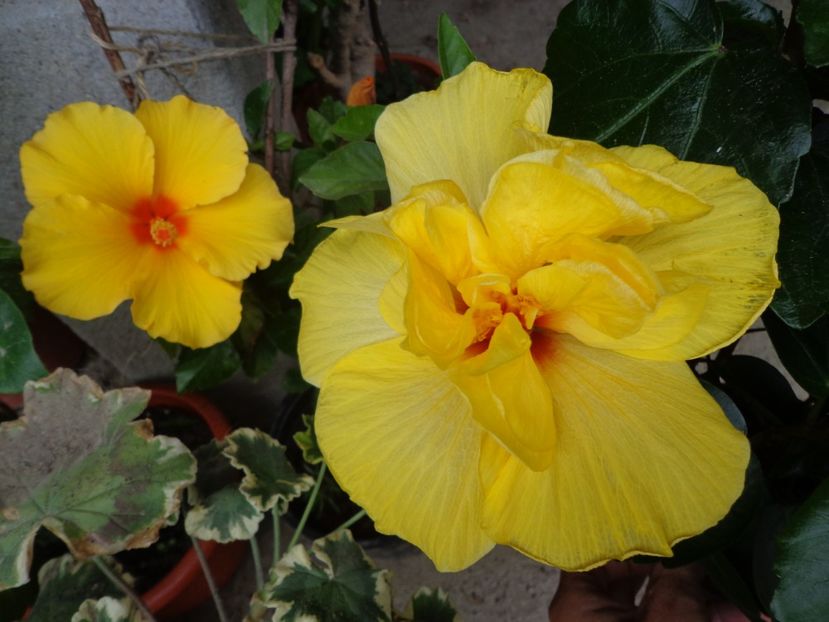  - A-HIBISCUS 2018
