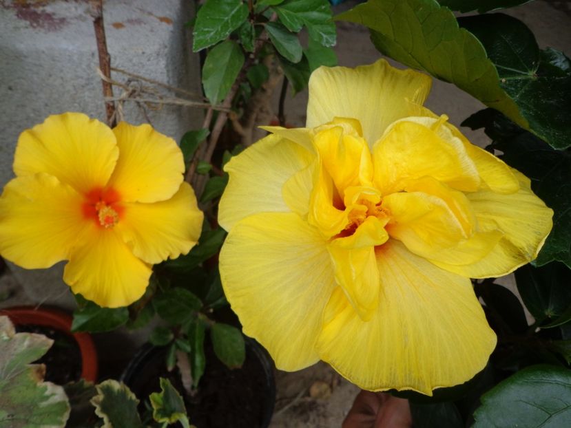  - A-HIBISCUS 2018