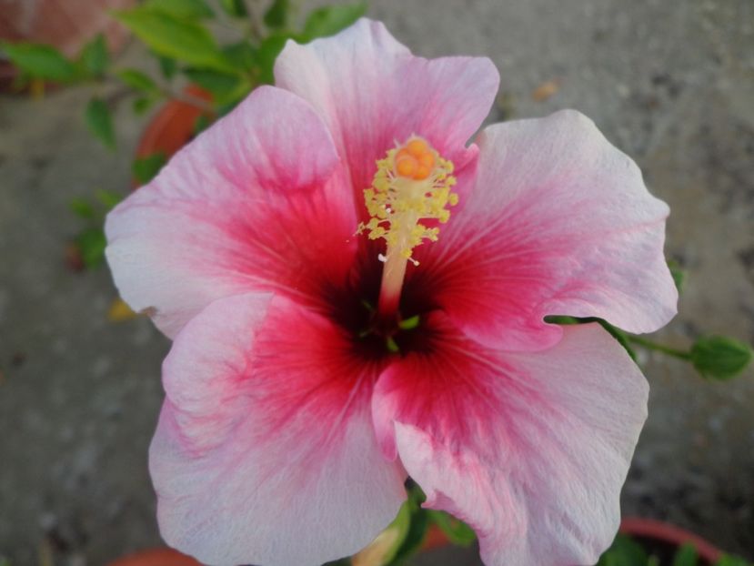  - A-HIBISCUS 2018