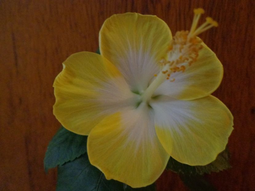  - A-HIBISCUS 2018