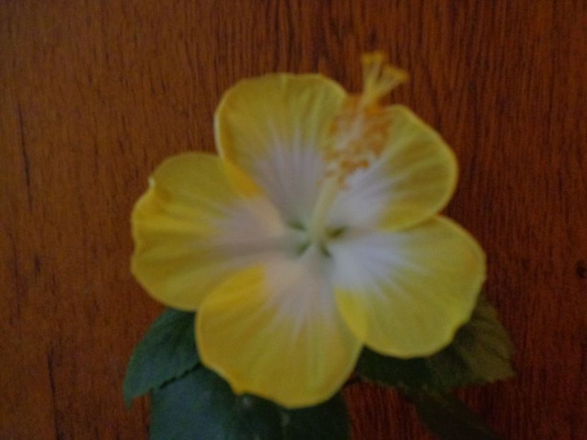  - A-HIBISCUS 2018