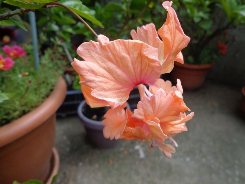  - A-HIBISCUS 2018