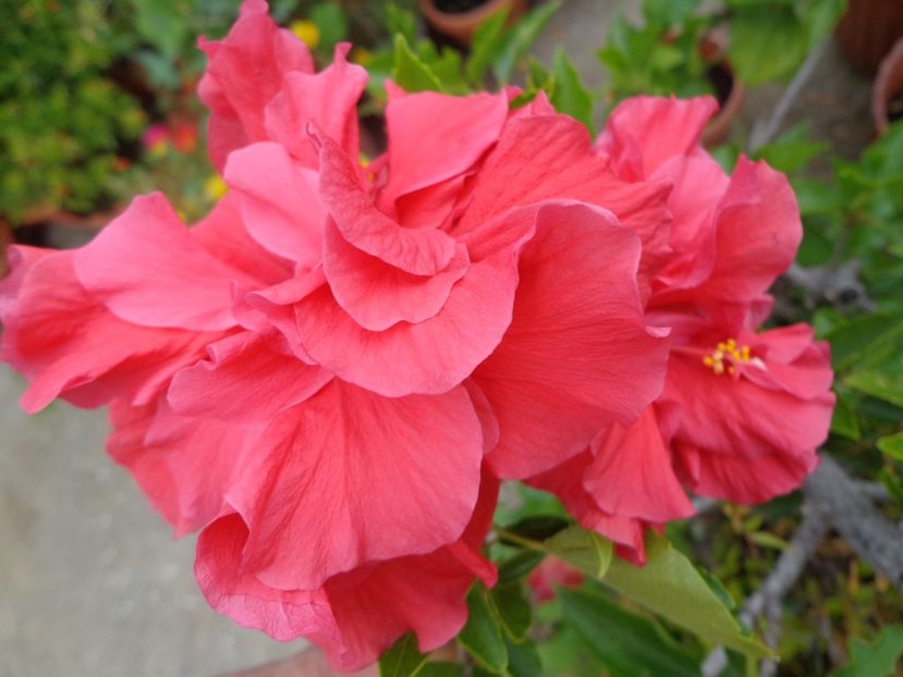  - A-HIBISCUS 2018