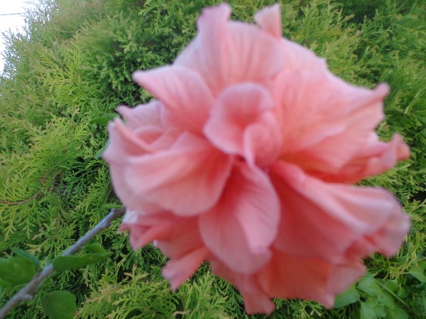  - A-HIBISCUS 2018