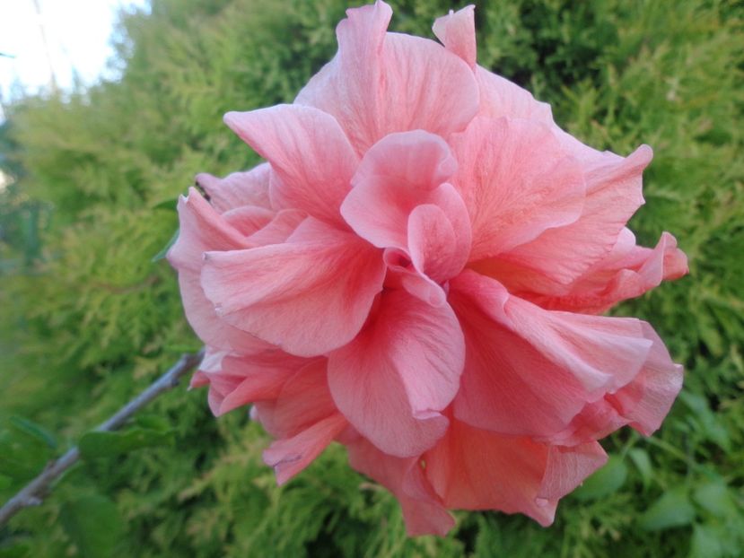  - A-HIBISCUS 2018