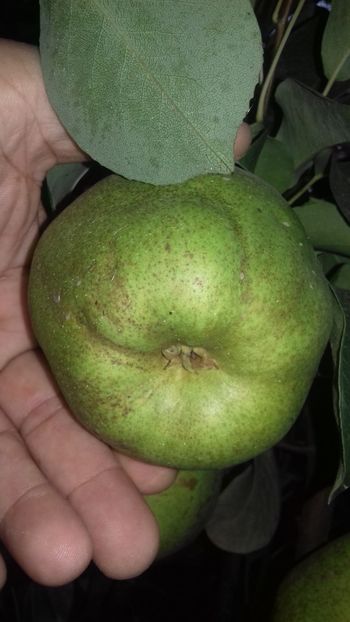  - Păr de la Ciprian