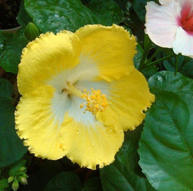  - Hibiscus Papa Giovanni Paolo