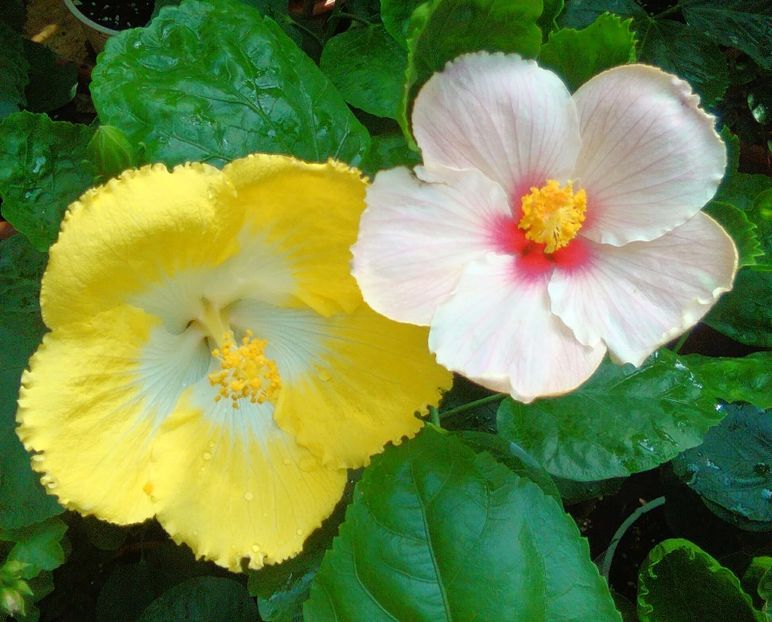  - Hibiscus Papa Giovanni Paolo