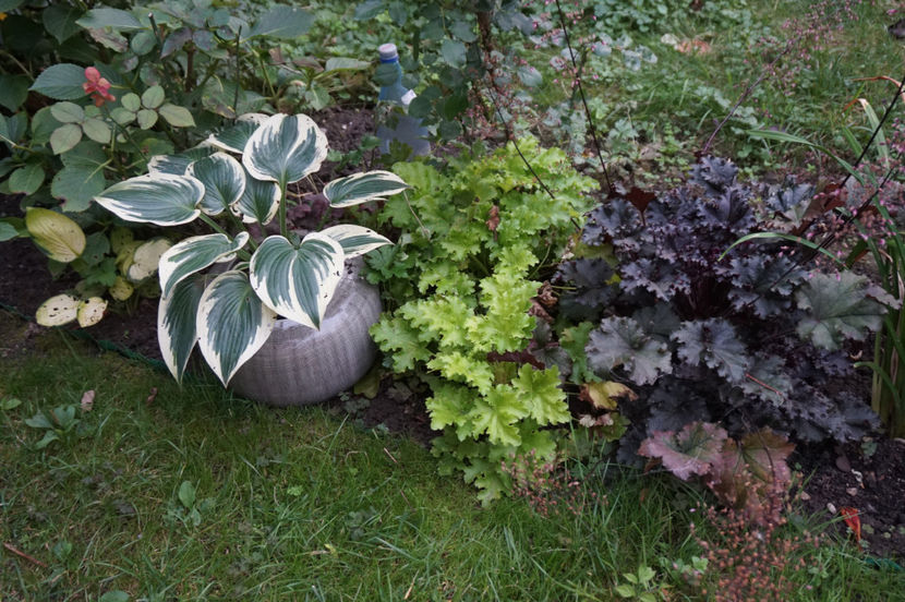 - Hosta 2018- 2022