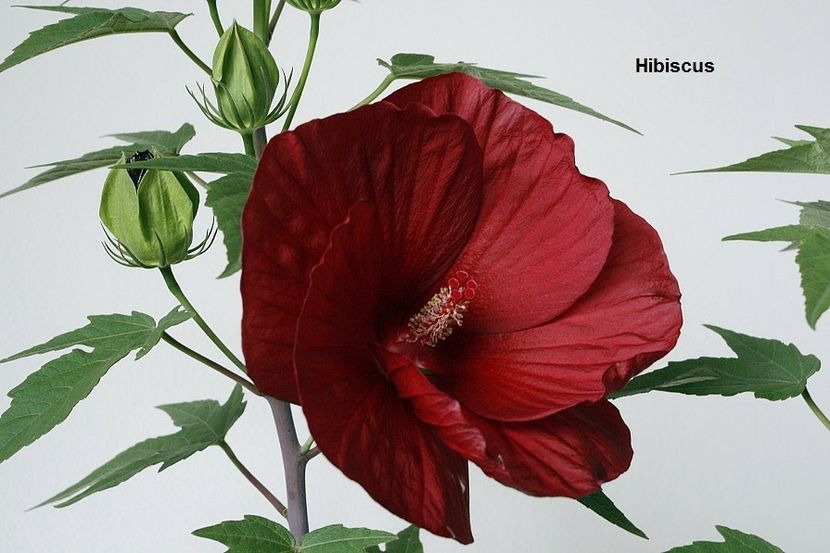 20.07.18 - 06 Hibiscus de gradina