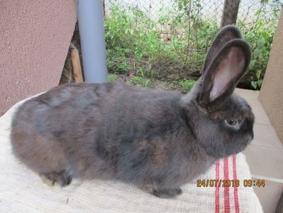 fem.Wien!!! - X ARHIVA IEPURI CE AM AVUT