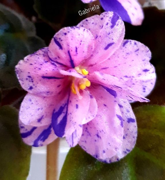 Rob-s Dust Storm - Rob-s Dust Storm