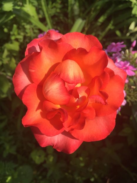 F55777F1-601A-437A-A00B-689CEDFC7D29 - Trandafiri 2018 III