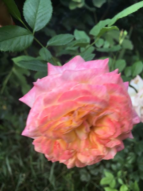 CF06D0D2-8518-4AB6-BDF7-E19CE5FA12C0 - Trandafiri 2018 III