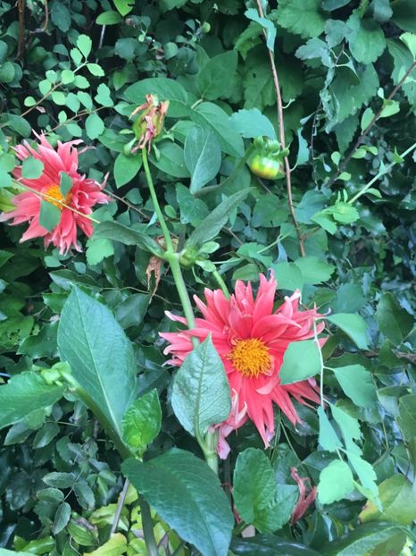 CEC58132-3DD1-439E-AE73-509F8C4F70F2 - Dalii 2018