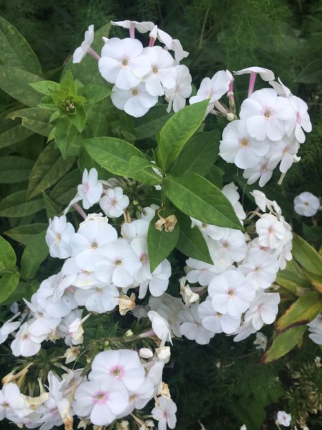 0DB0482D-899A-43E1-9CD8-CECF4E2FAD8A - Flox 2018