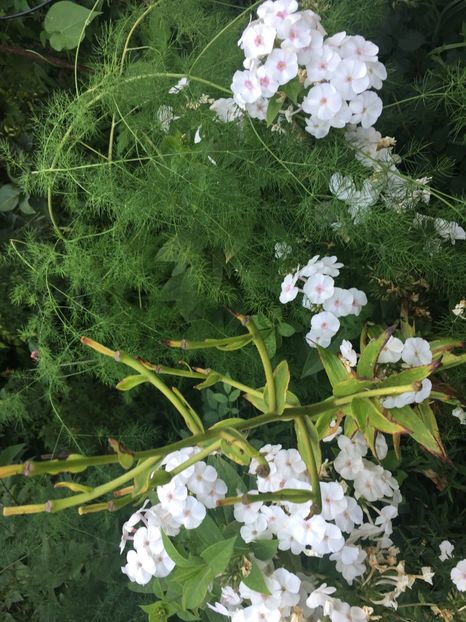 606F15EF-33A2-4362-BFAA-C04A9C87F482 - Flox 2018