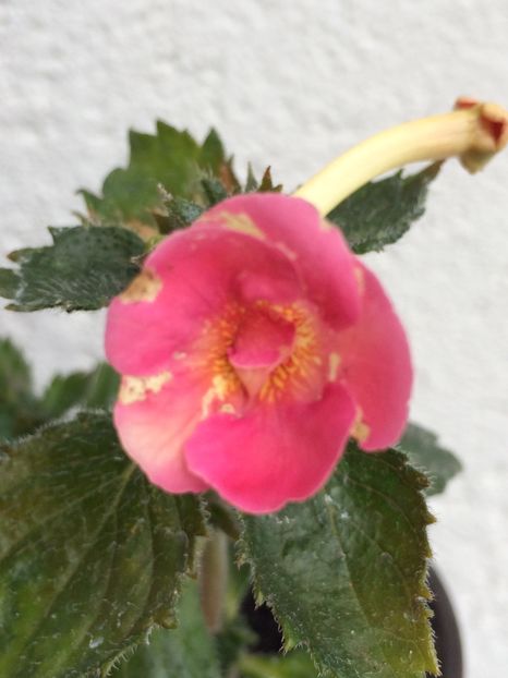 Sweet Agony - Achimenes 2018