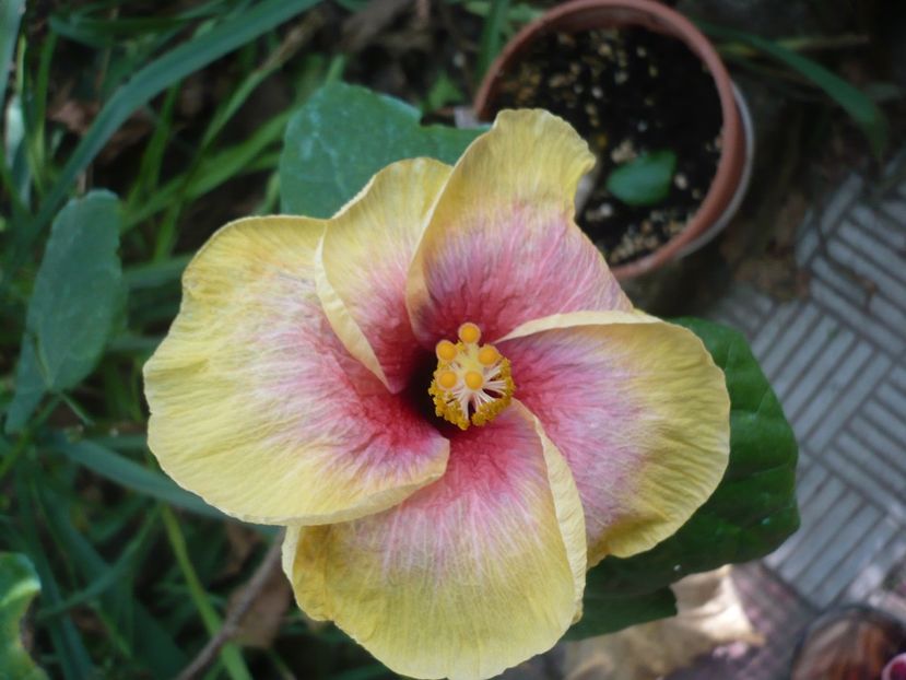 03.09.2018 - HIBISCUSI 2018-4