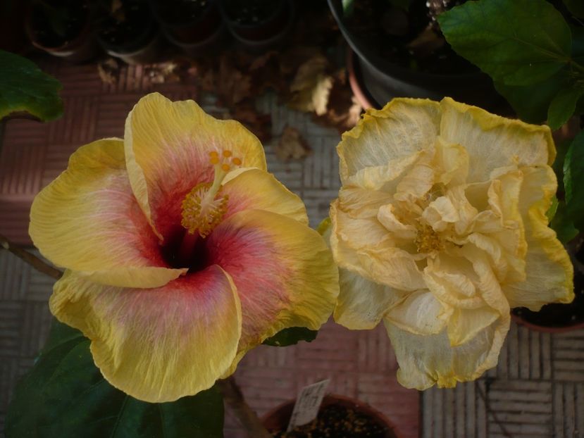 P1390993 - HIBISCUSI 2018-4