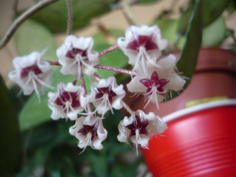 P1390971 - HOYA 2018-2