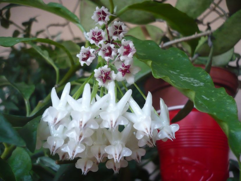 P1390973 - HOYA 2018-2