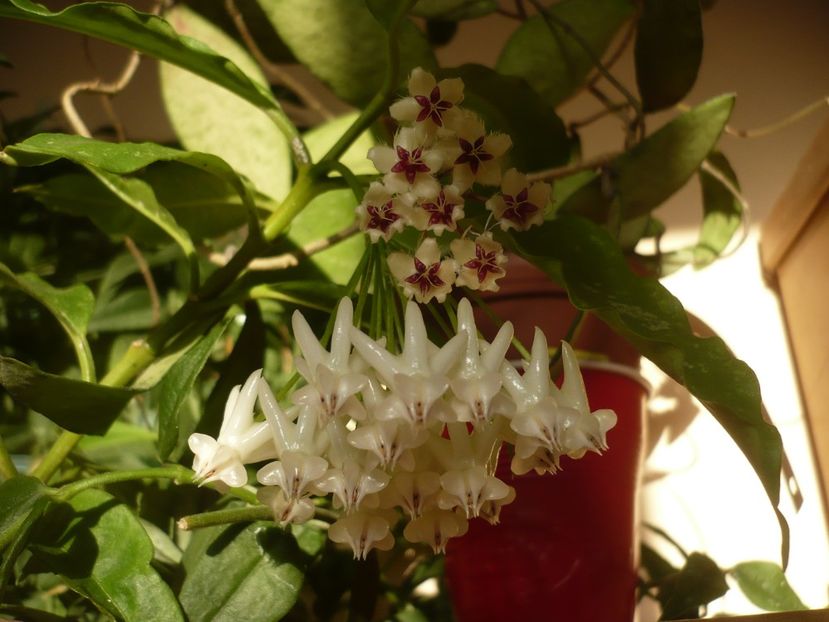 P1390975 - HOYA 2018-2