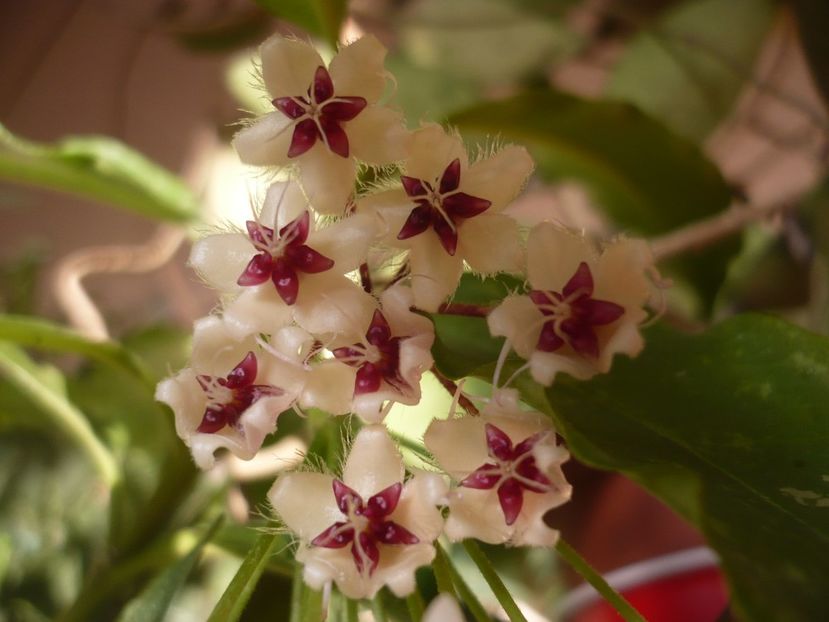 P1390977 - HOYA 2018-2