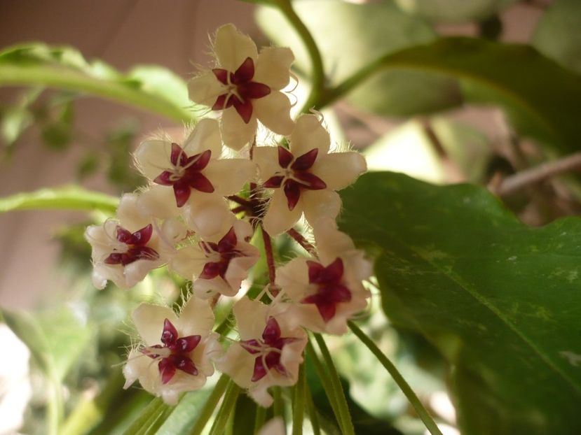 P1390979 - HOYA 2018-2