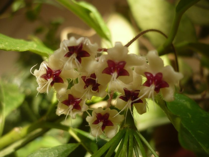 P1390981 - HOYA 2018-2