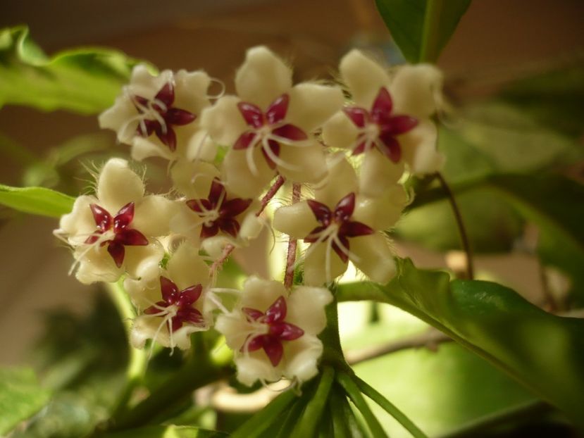 P1390982 - HOYA 2018-2