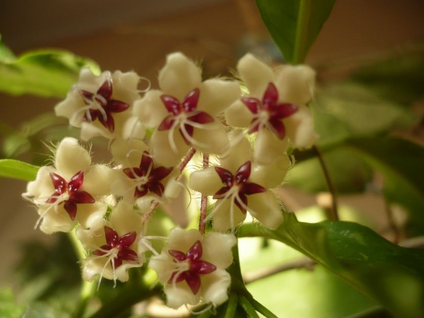 P1390983 - HOYA 2018-2