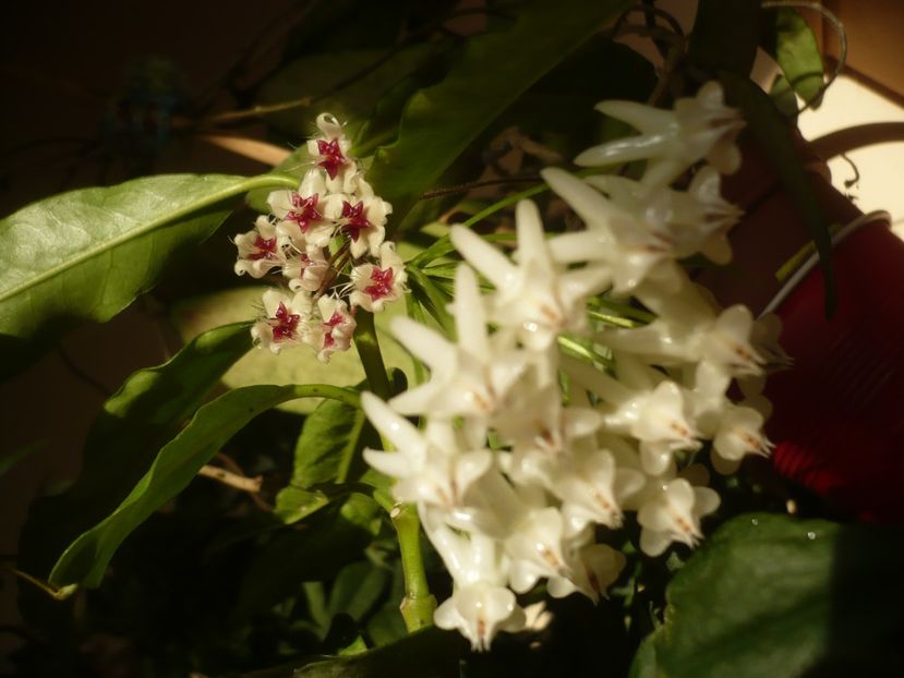 P1390985 - HOYA 2018-2