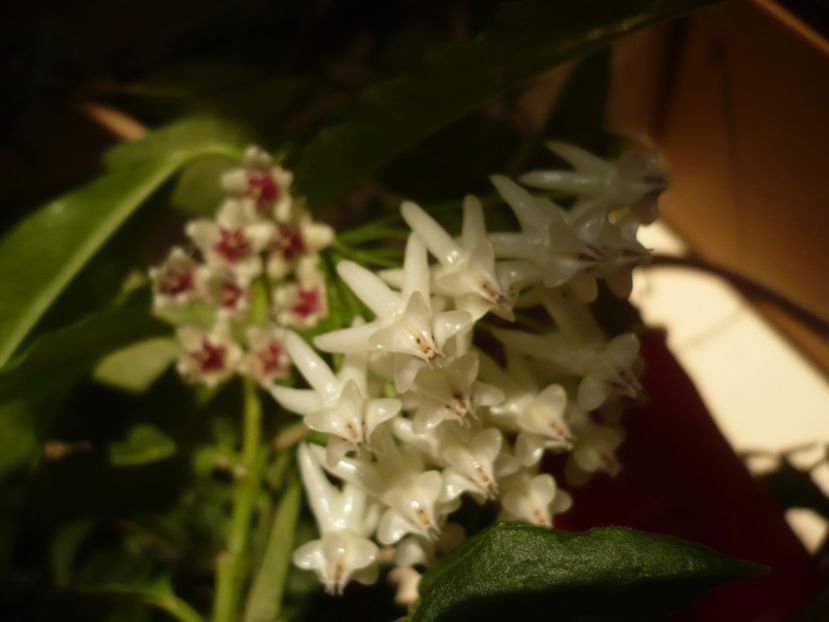 P1390986 - HOYA 2018-2