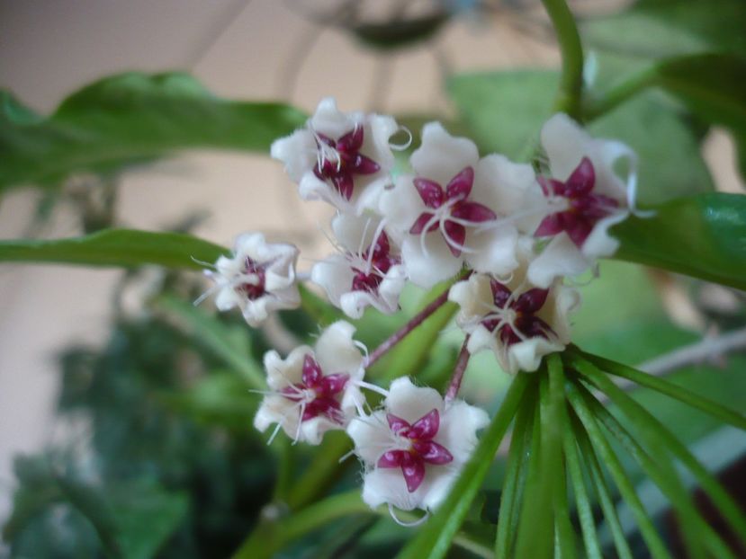 P1390989 - HOYA 2018-2