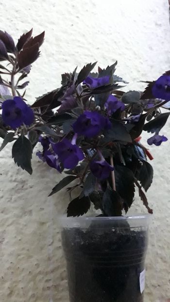  - R19 - Violacea Semiplena