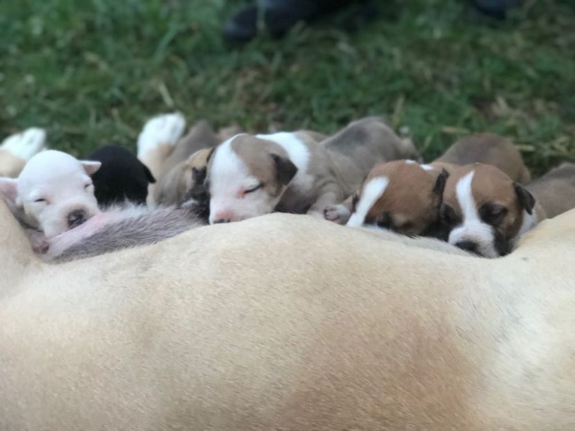 IMG-20180831-WA0007 - Pui amstaff vand sau schimb cu porumbei voiajori