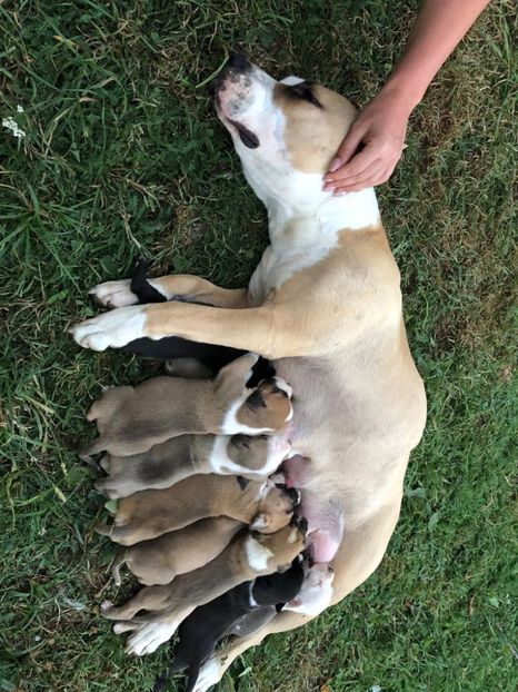 IMG-20180831-WA0006 - Pui amstaff vand sau schimb cu porumbei voiajori
