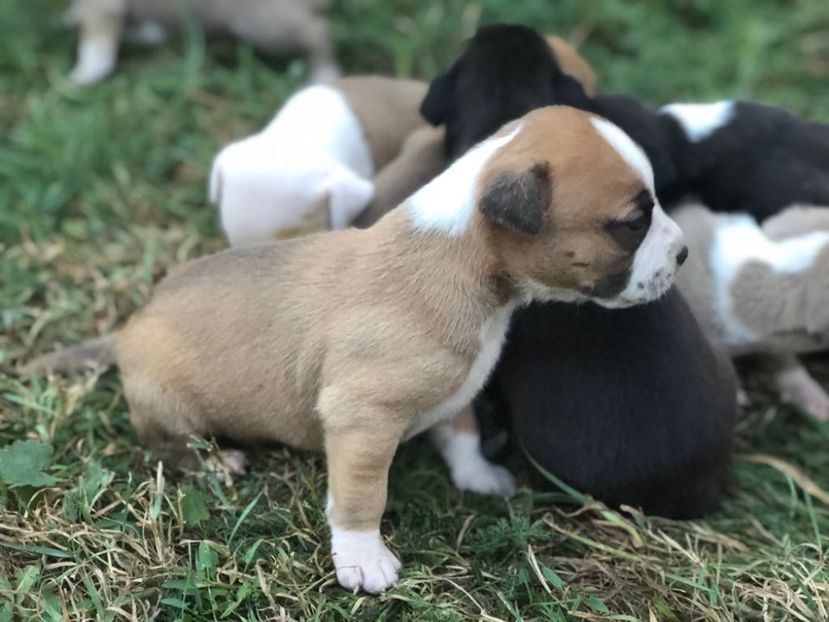 IMG-20180831-WA0005 - Pui amstaff vand sau schimb cu porumbei voiajori