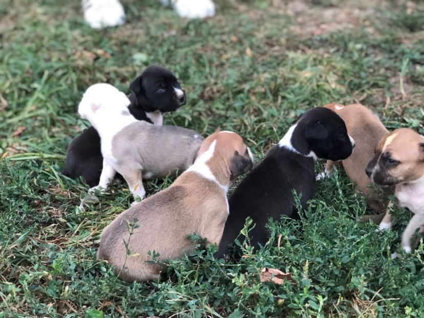 IMG-20180831-WA0003 - Pui amstaff vand sau schimb cu porumbei voiajori