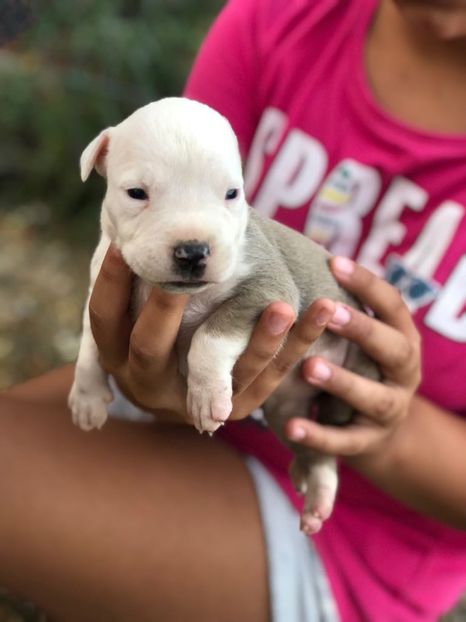 IMG-20180831-WA0001 - Pui amstaff vand sau schimb cu porumbei voiajori