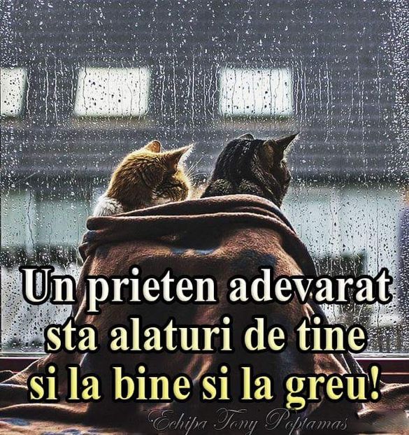  - Poze 5