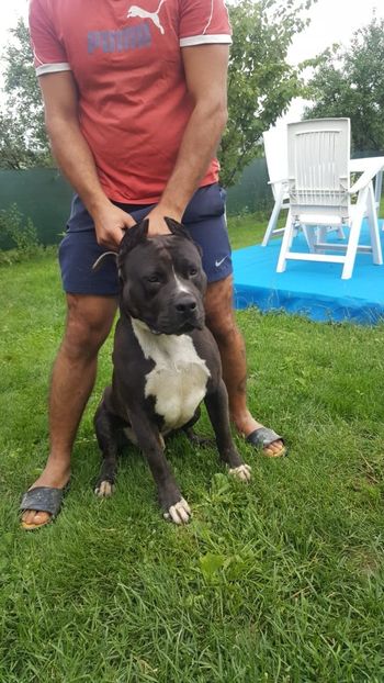 IMG-20180609-WA0020 - Pui amstaff vand sau schimb cu porumbei voiajori