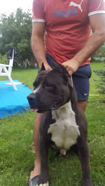 IMG-20180609-WA0017 - Pui amstaff vand sau schimb cu porumbei voiajori